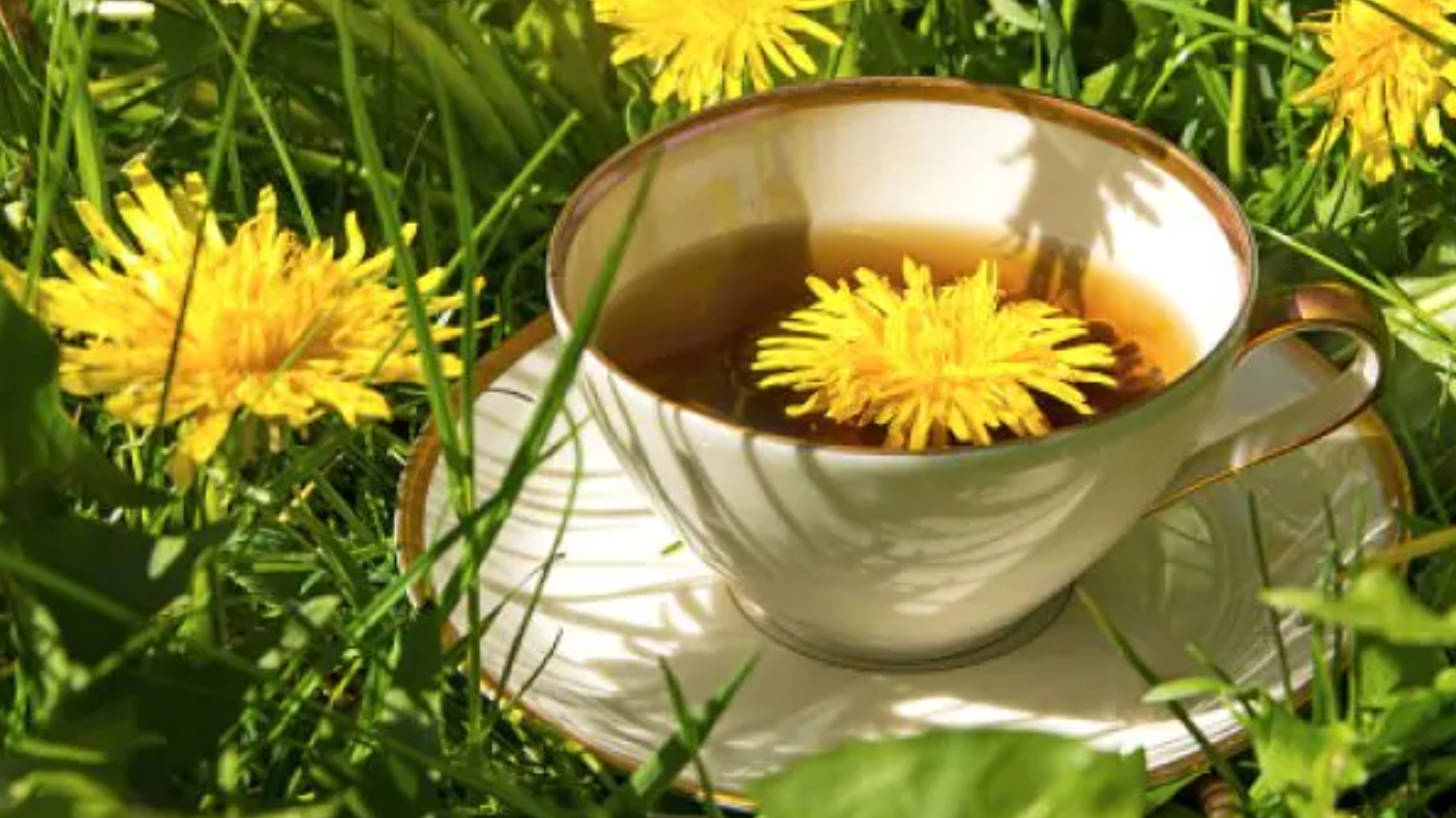 dandelion tea